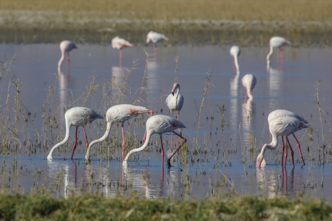 Van'da Doğu'nun Kanatları Van Erçek Gölü 8. Flamingo Festivali